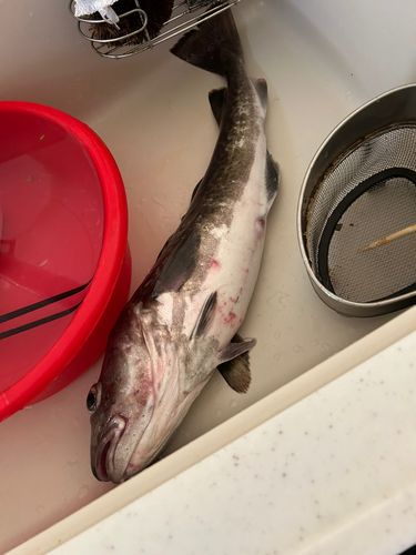 アイナメの釣果