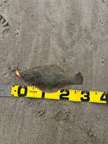 ヒラメの釣果