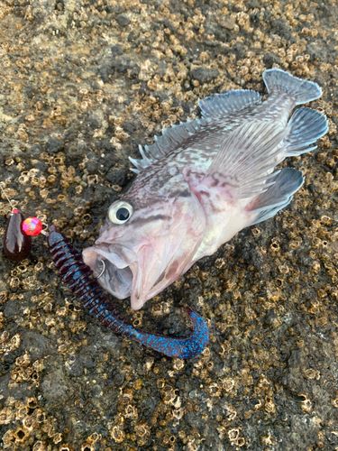マゾイの釣果