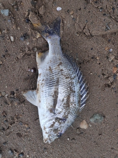 キビレの釣果