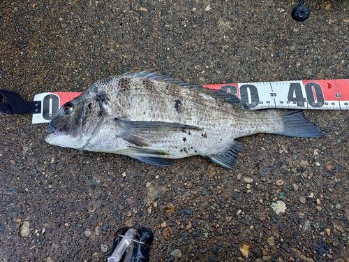 クロダイの釣果