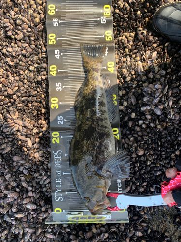 アブラコの釣果