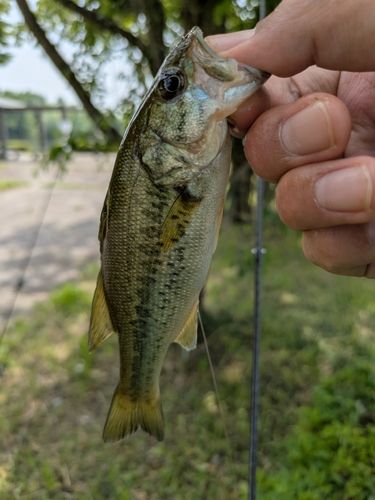 ラージマウスバスの釣果