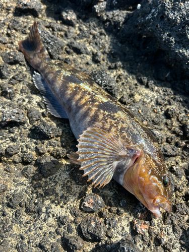 アブラコの釣果