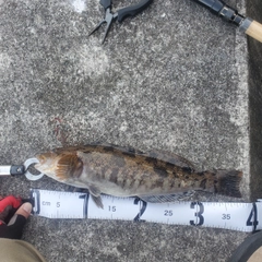 アイナメの釣果