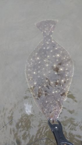 ヒラメの釣果