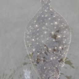ヒラメ
