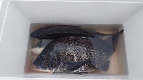 チヌの釣果