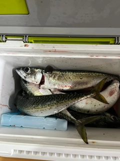 サバの釣果