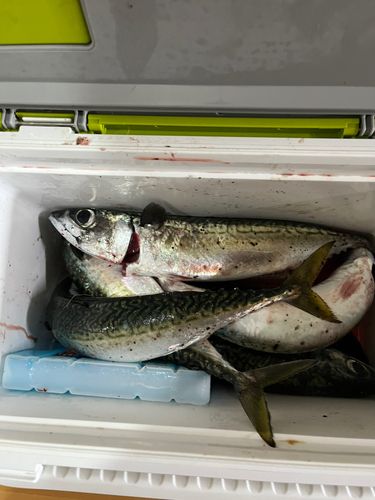 サバの釣果