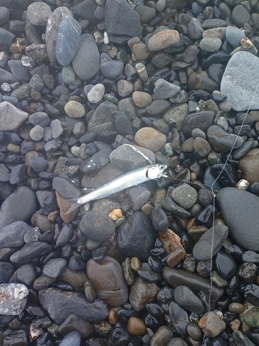 カタクチイワシの釣果