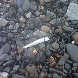 カタクチイワシ