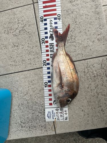 タイの釣果
