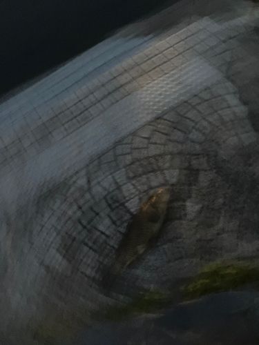 コイの釣果