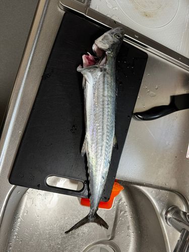 サゴシの釣果