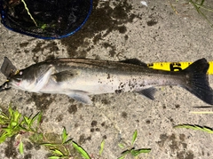 スズキの釣果