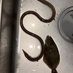 ヒラメ