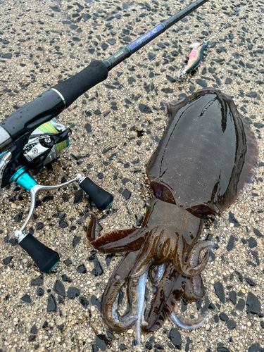 アオリイカの釣果