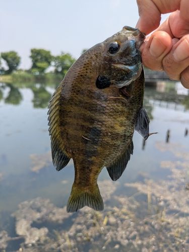 ブルーギルの釣果