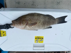 オオモンハタの釣果