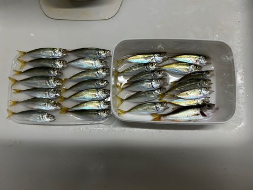 アジの釣果