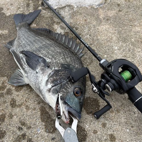 チヌの釣果