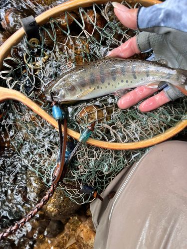 イワナの釣果