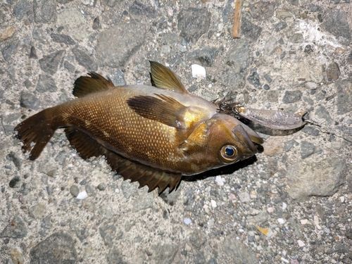 ガヤの釣果