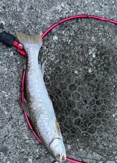 アメマスの釣果