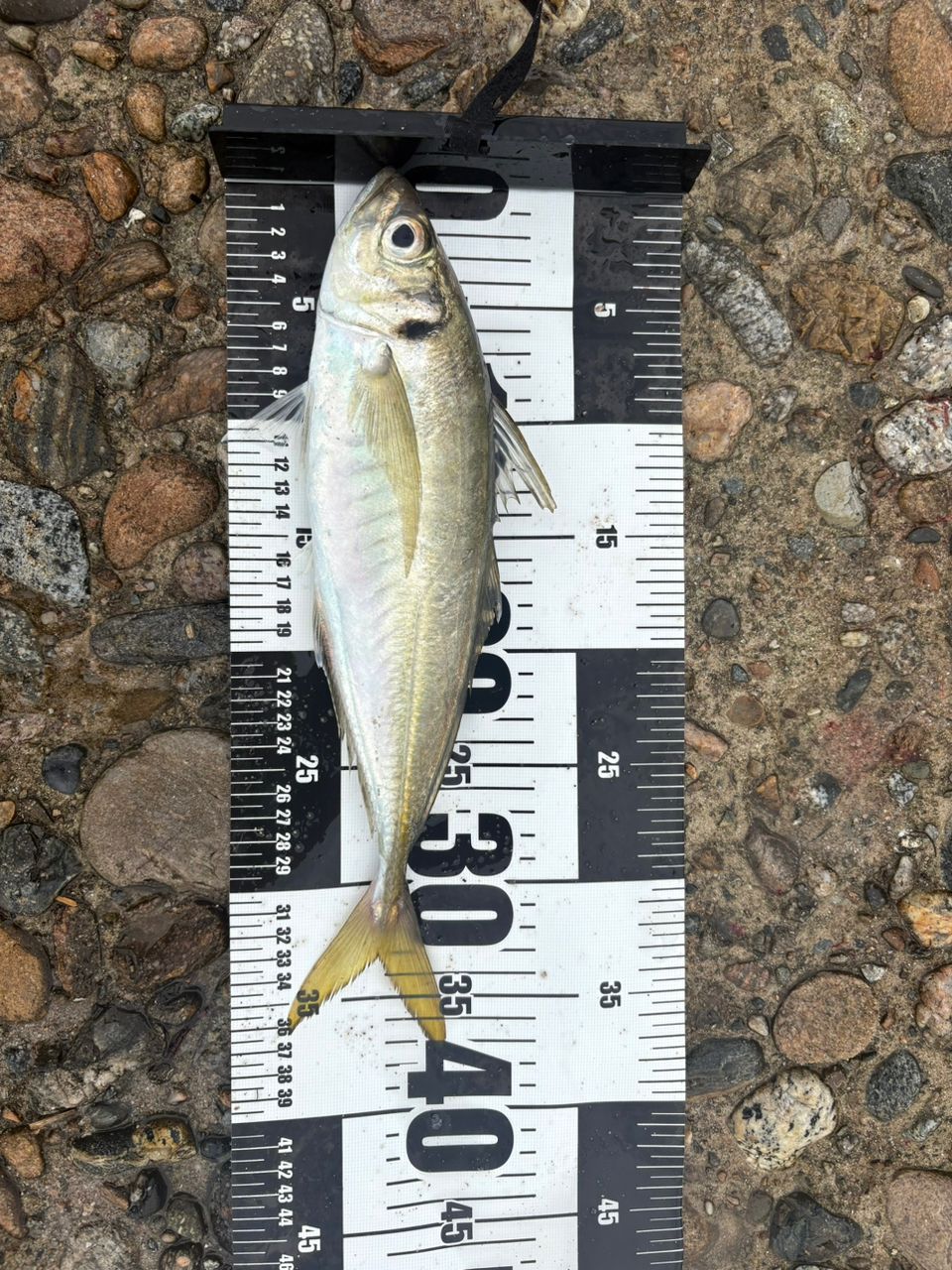 SHIMANO 19ブルズアイ 遠投 RP 4-620 RPの最安値・インプレ・釣果