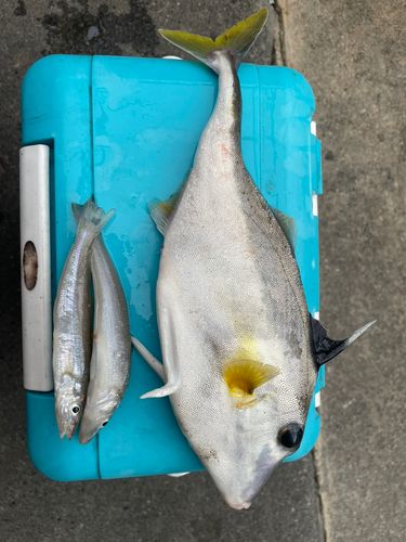 ギマの釣果