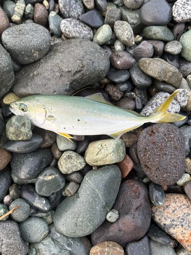 ワカシの釣果