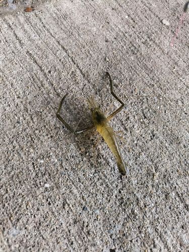 テナガエビの釣果