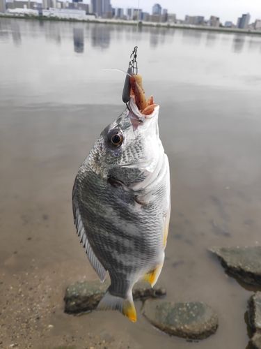 キビレの釣果