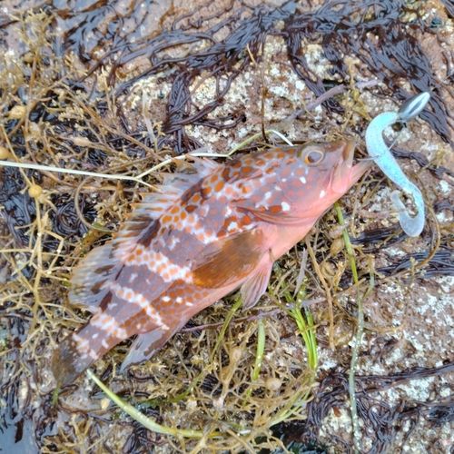 キジハタの釣果