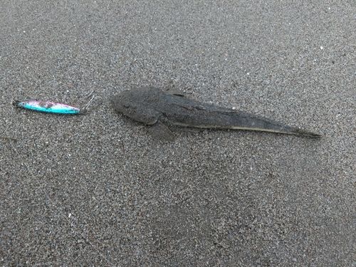 マゴチの釣果