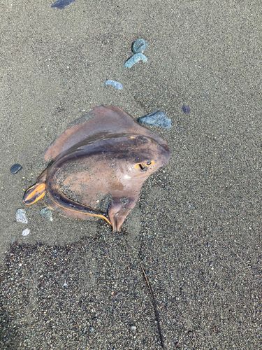 アカエイの釣果