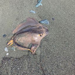 アカエイ
