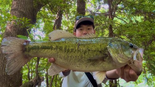 ブラックバスの釣果