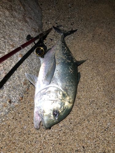 ロウニンアジの釣果