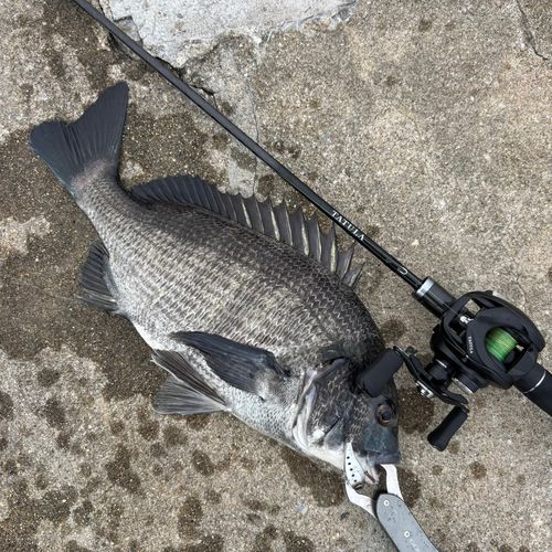 チヌの釣果