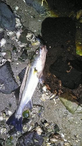 釣果