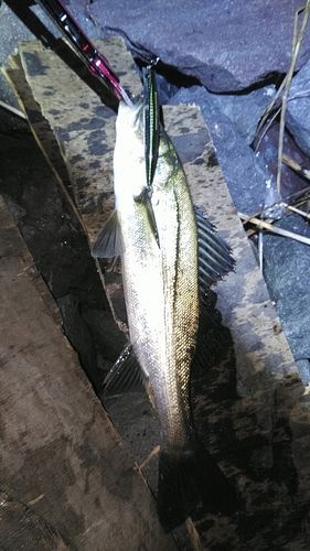 釣果