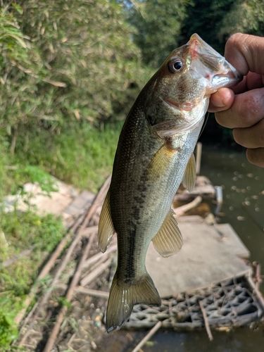 ラージマウスバスの釣果