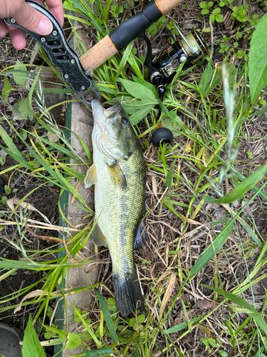 ラージマウスバスの釣果