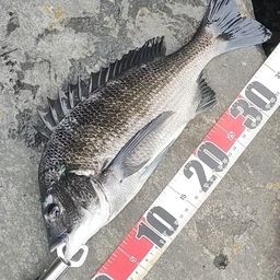 クロダイ
