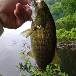 スモールマウスバス