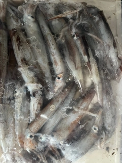 スルメイカの釣果