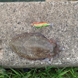 モンゴウイカ