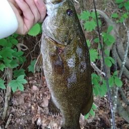 スモールマウスバス